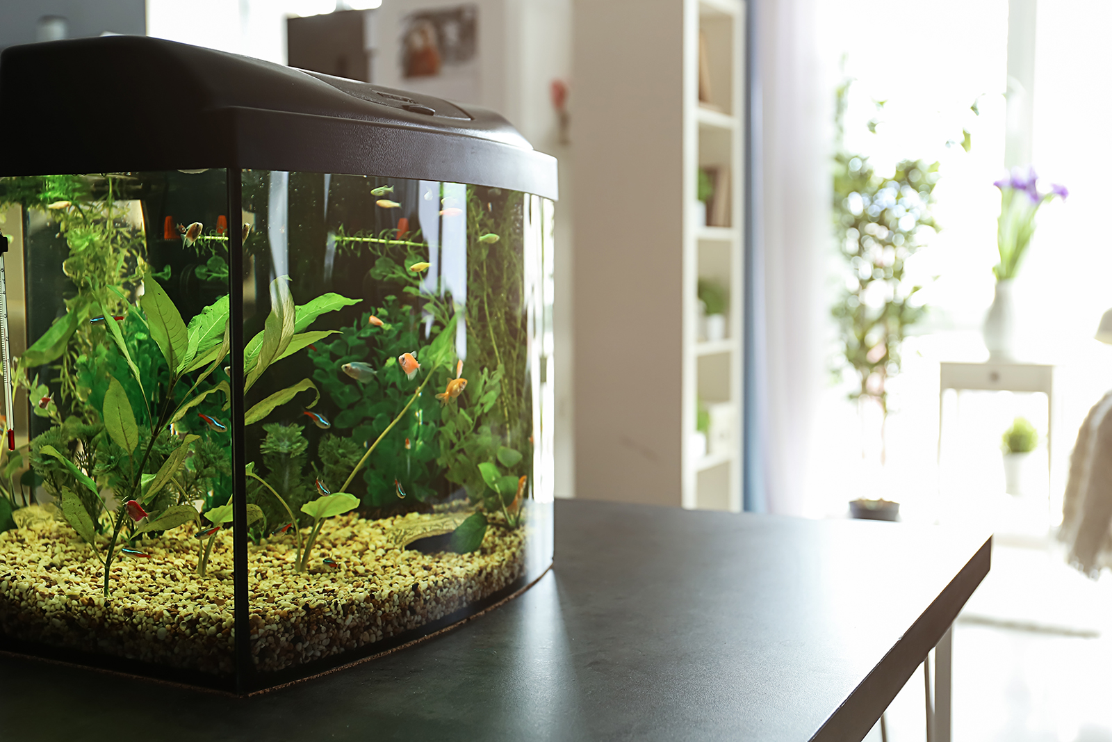 Cara membuat aquascape