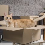 kebutuhan sebelum mengadopsi kucing