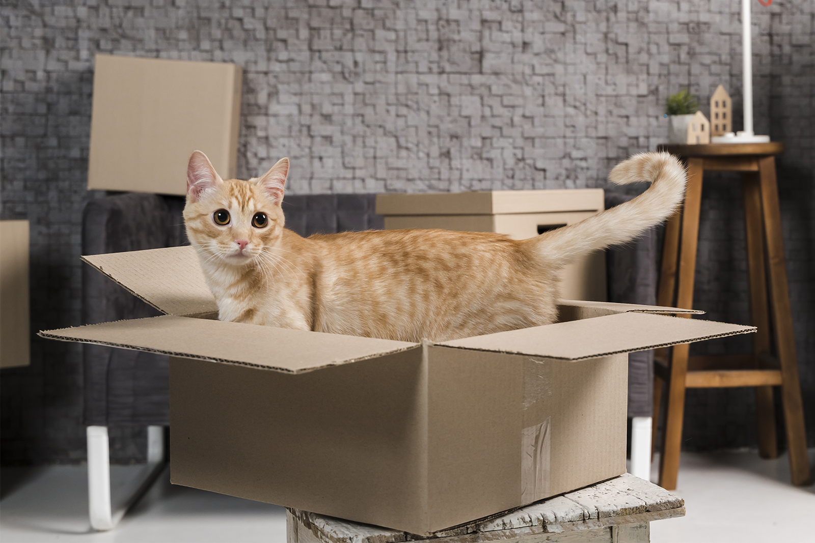 kebutuhan sebelum mengadopsi kucing