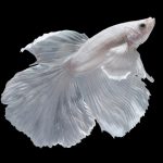 ikan hias mudah dirawat
