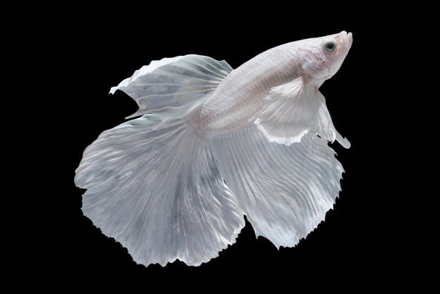 ikan hias mudah dirawat