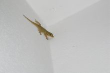 Mengusir cicak di rumah