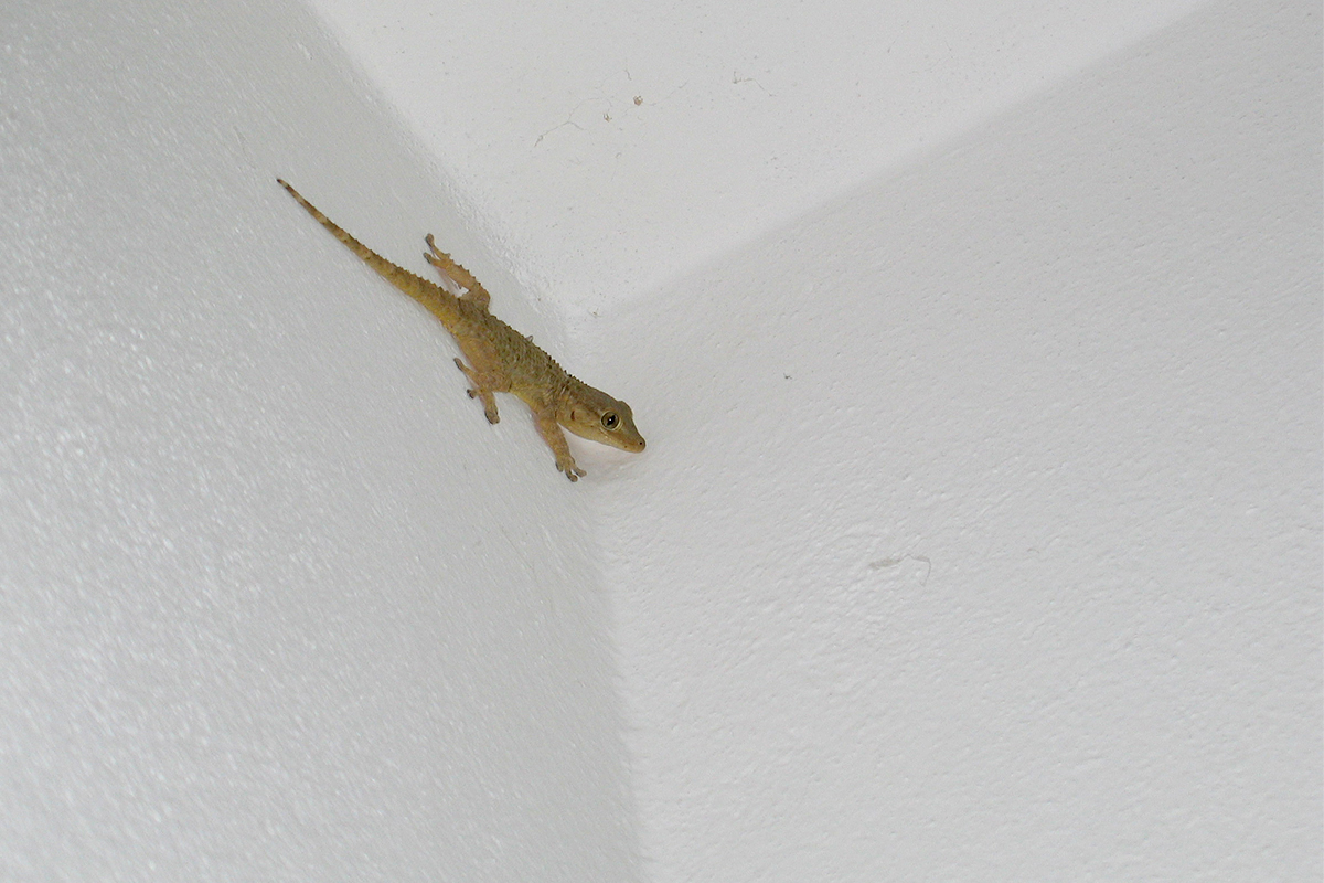 Mengusir cicak di rumah