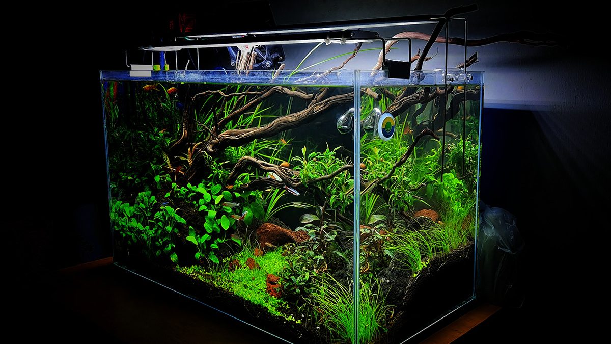 rekomendasi tanaman aquascape