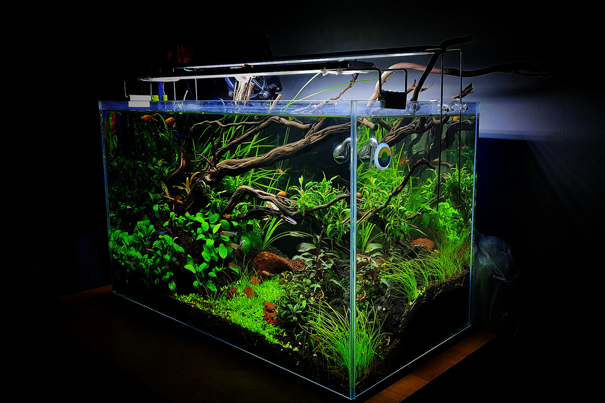 rekomendasi tanaman aquascape