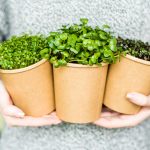 Teknik microgreen