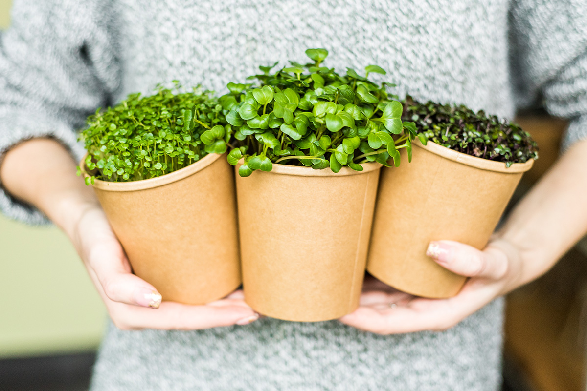 Teknik microgreen