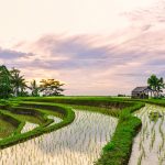 subak