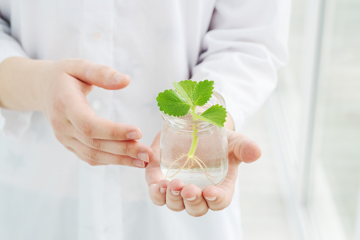 menanam daun mint