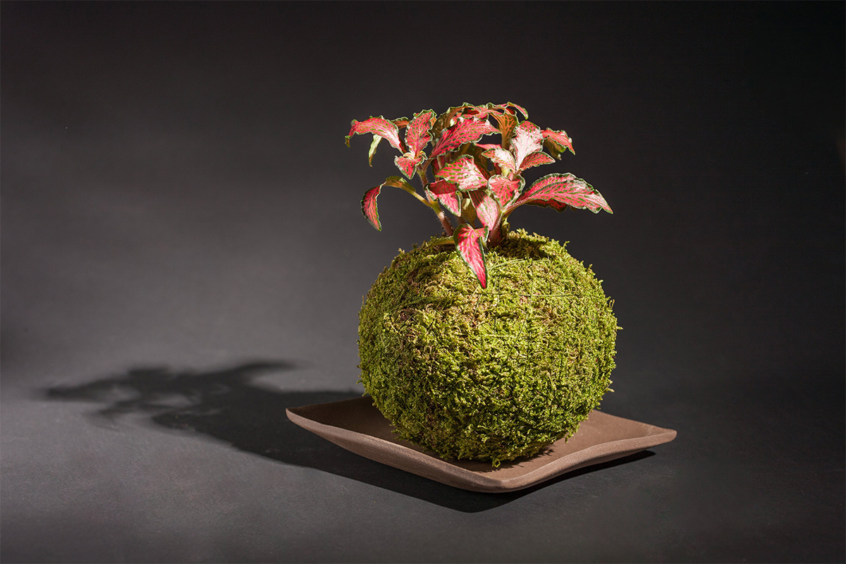 Kokedama