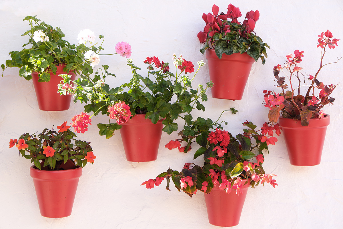 Tanaman gantung geranium