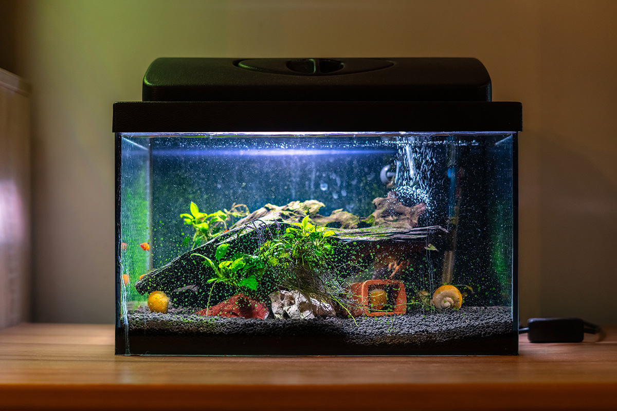 hiasan aquarium