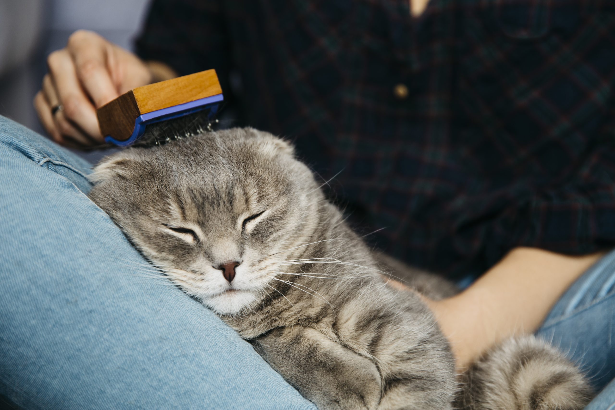 Tips merawat kucing