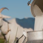 Manfaat susu kambing