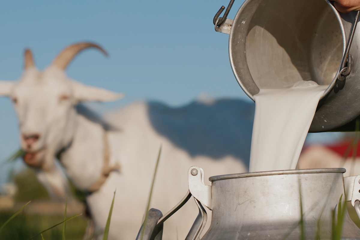 Manfaat susu kambing