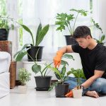 Cara merawat tanaman dalam ruangan