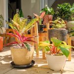Tanaman hias indoor aglonema