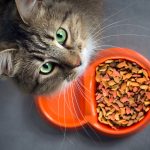 makanan kucing terbaik