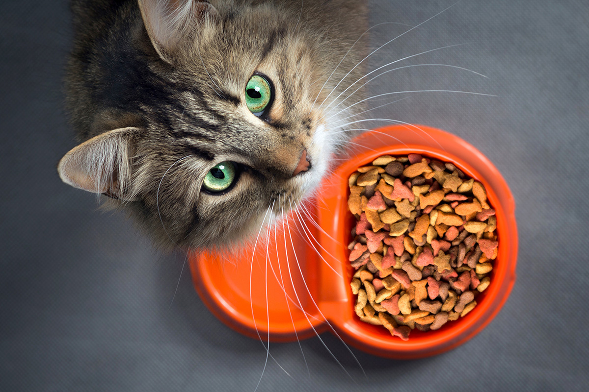 makanan kucing terbaik