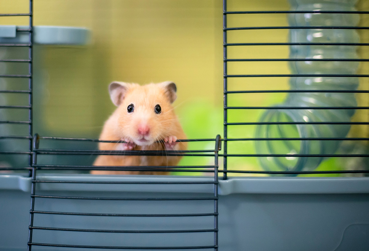 cara merawat hamster