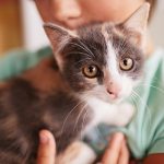 vaksin kucing