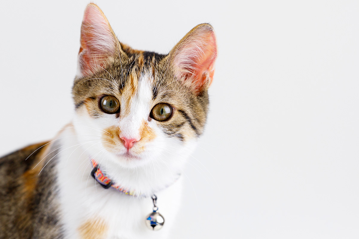 kalung kucing