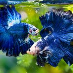 Ikan cupang jenis ikan hias