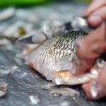 Cara Membersihkan Ikan