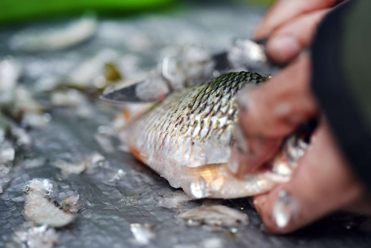 Cara Membersihkan Ikan