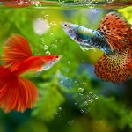 Jenis Ikan Guppy