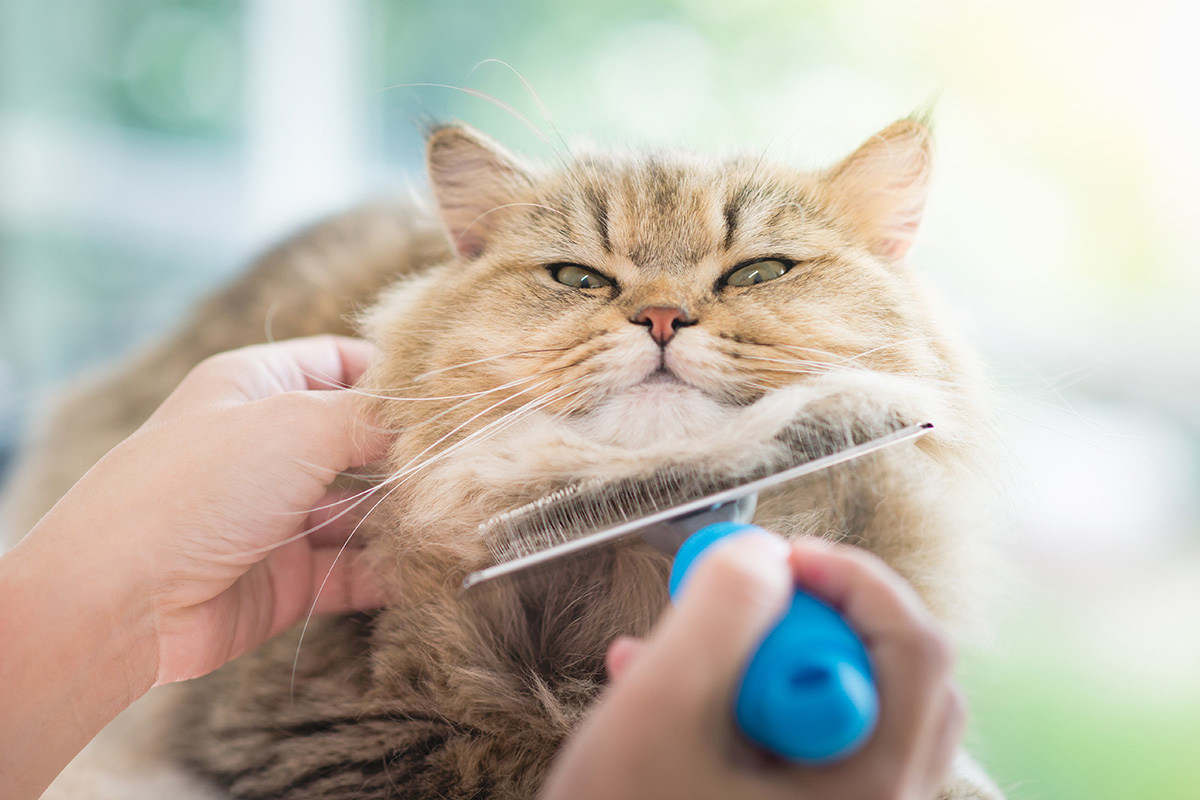 Merawat Kucing Persia