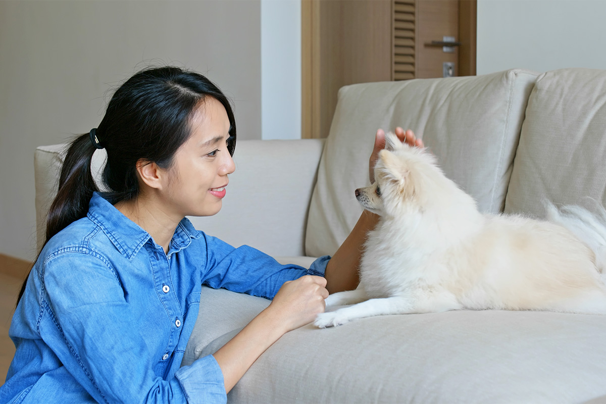 Jenis Anjing