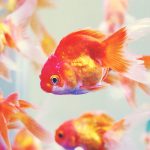 Jenis Ikan Hias