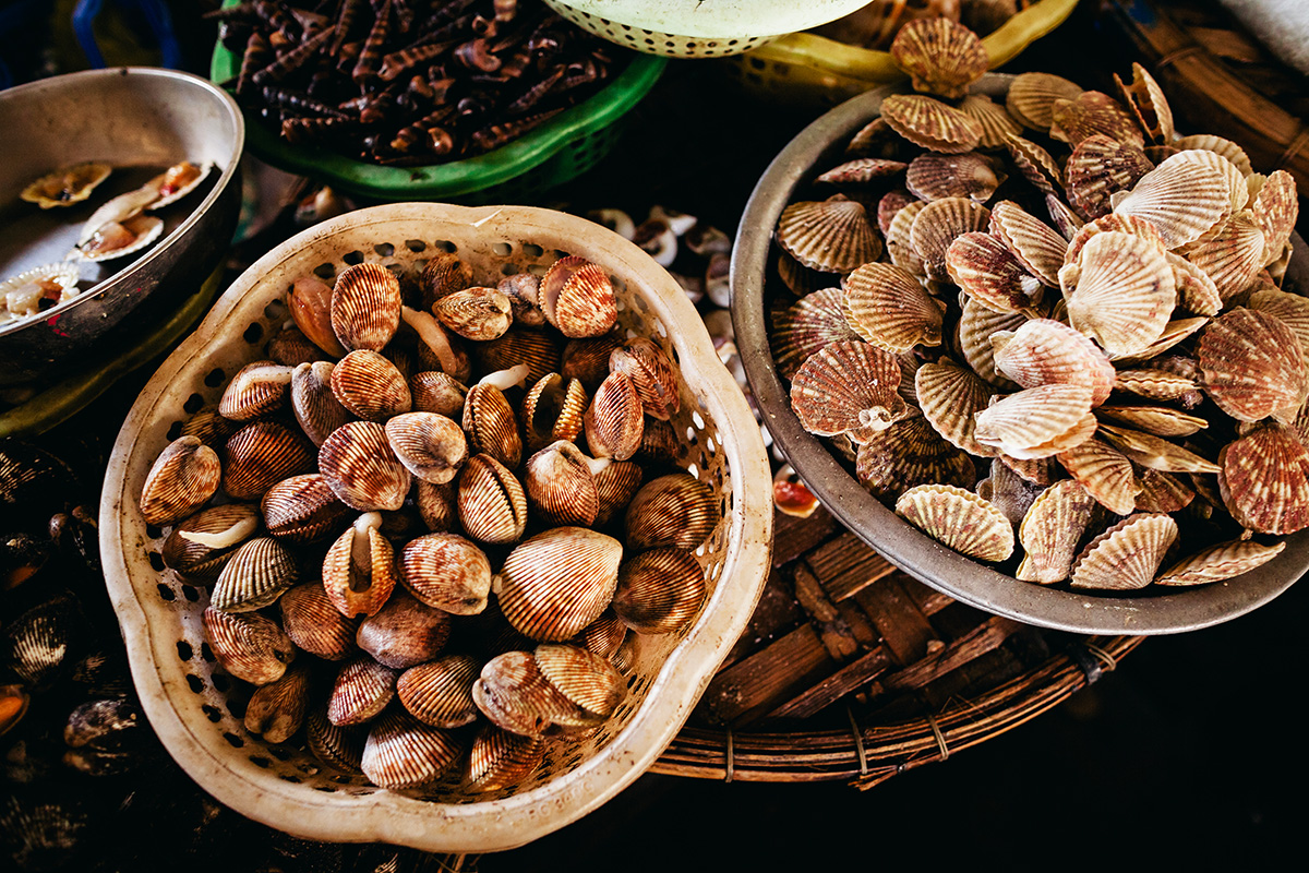 jenis kerang