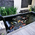 Kolam ikan koi
