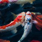 Memelihara Ikan Koi
