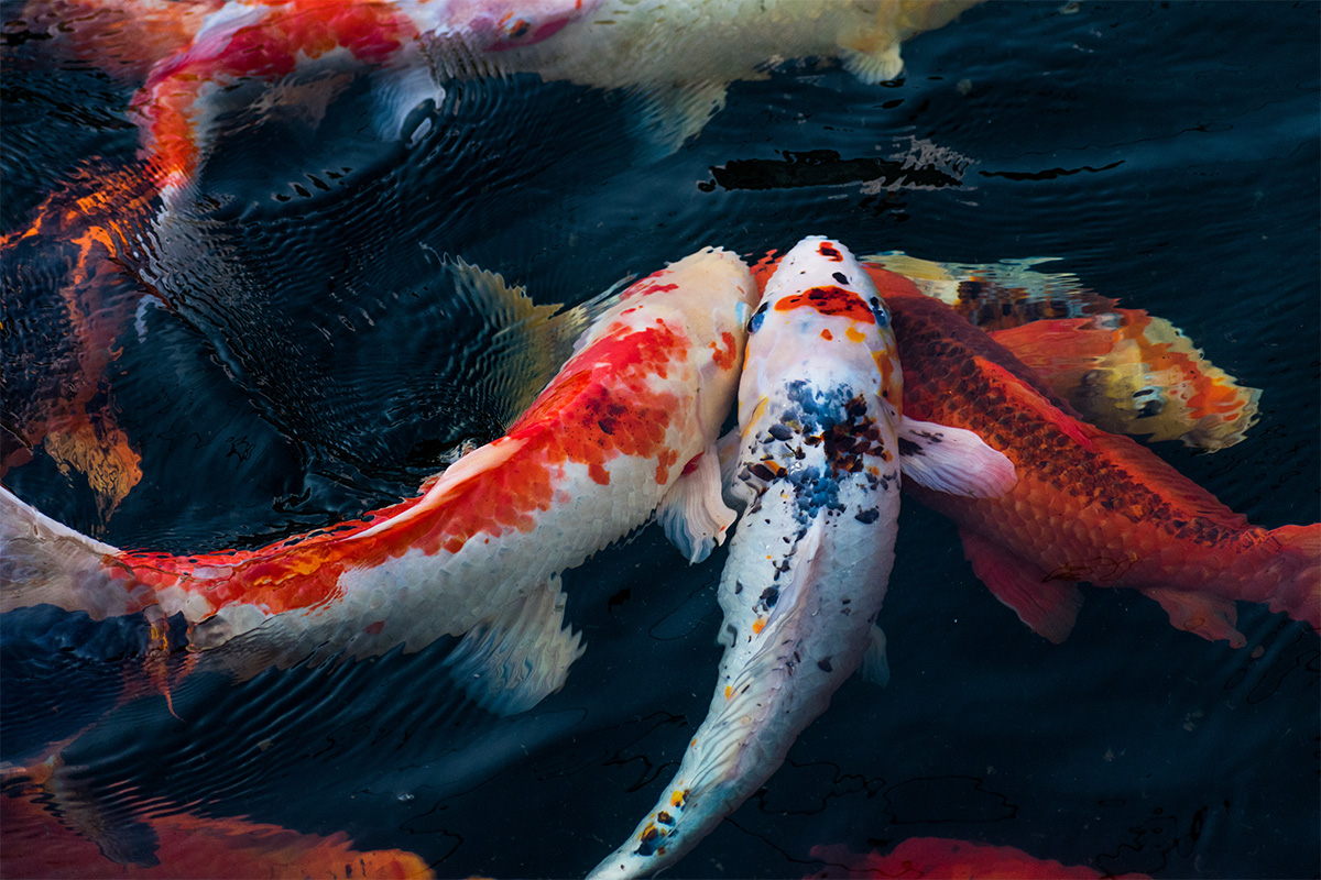 Memelihara Ikan Koi