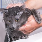 Menghilangkan Kutu Kucing