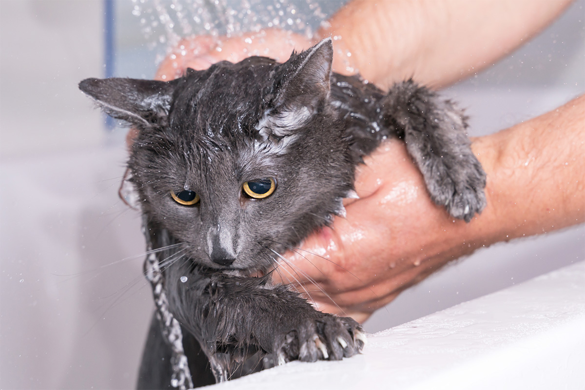 Menghilangkan Kutu Kucing