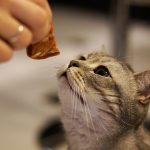 Menjinakkan Kucing