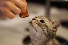 Menjinakkan Kucing