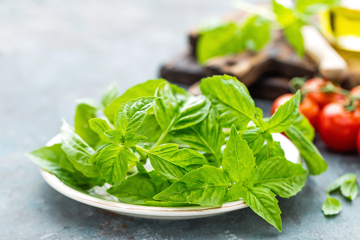 Manfaat Daun Kemangi