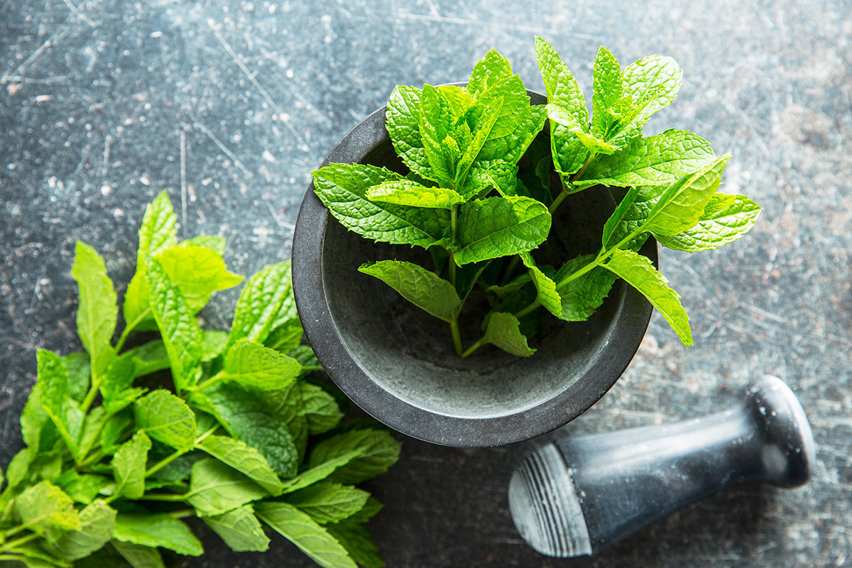 Manfaat Daun Mint