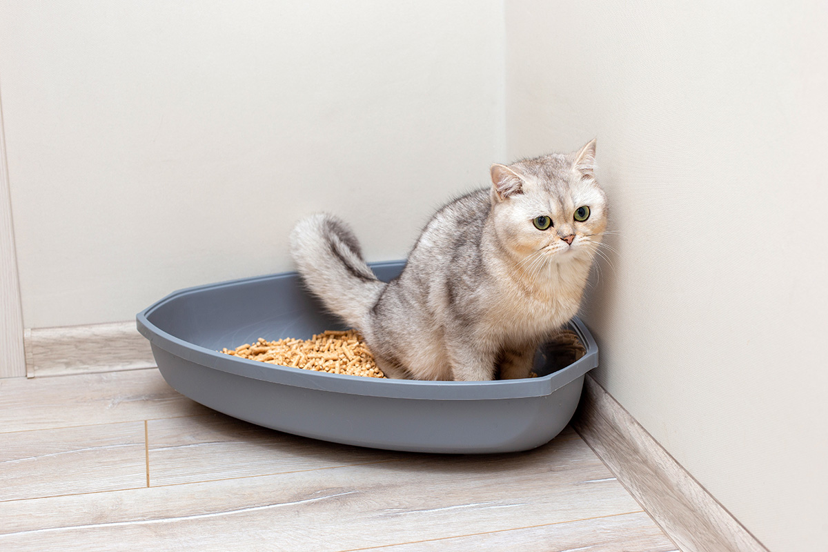 Bau kencing kucing