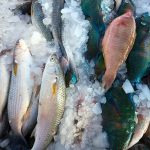 Ikan yang Segar