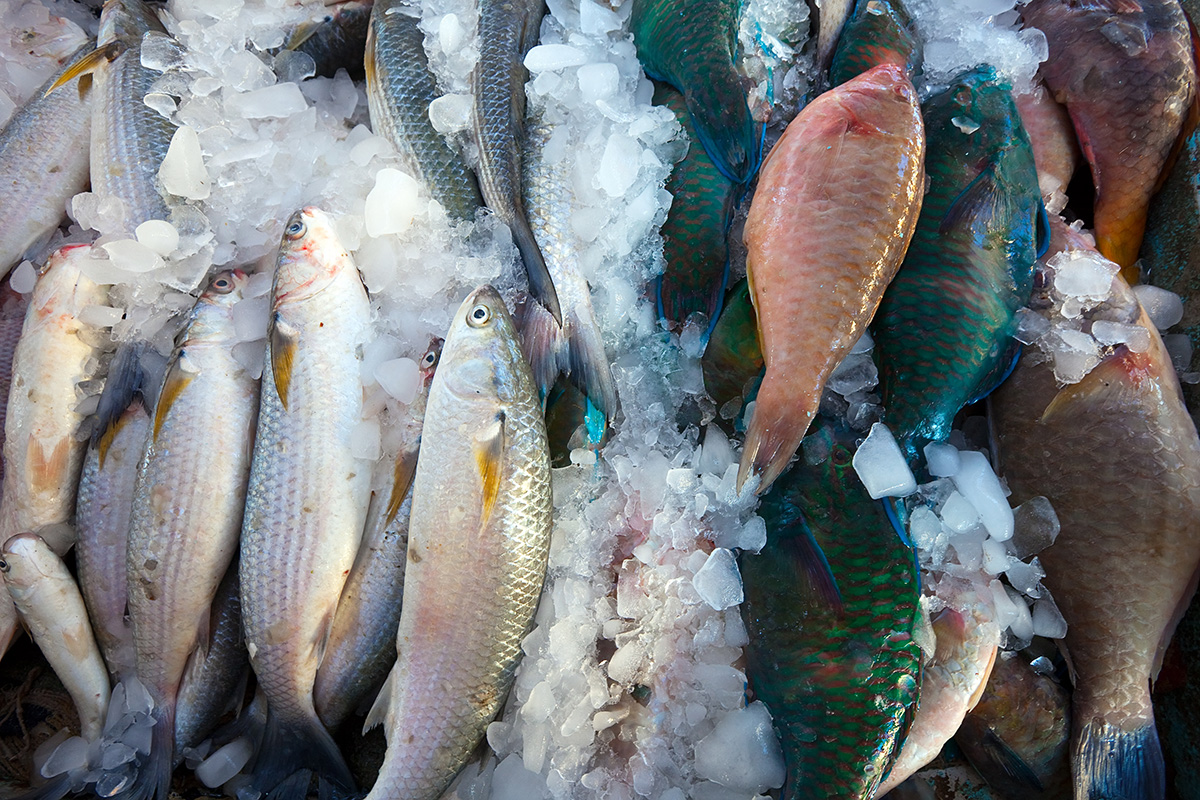 Ikan yang Segar