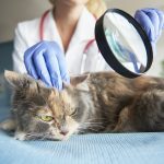 Penyakit Kucing Mematikan