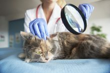 Penyakit Kucing Mematikan