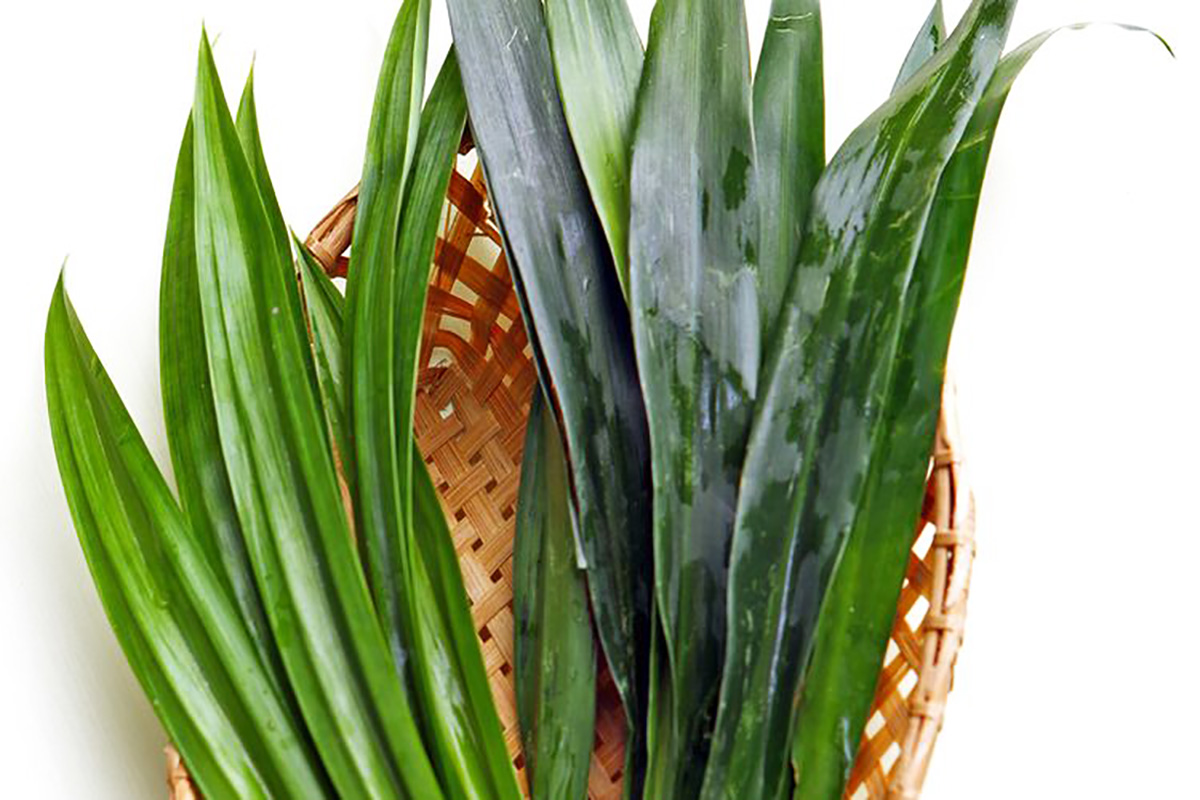 Manfaat Daun Suji