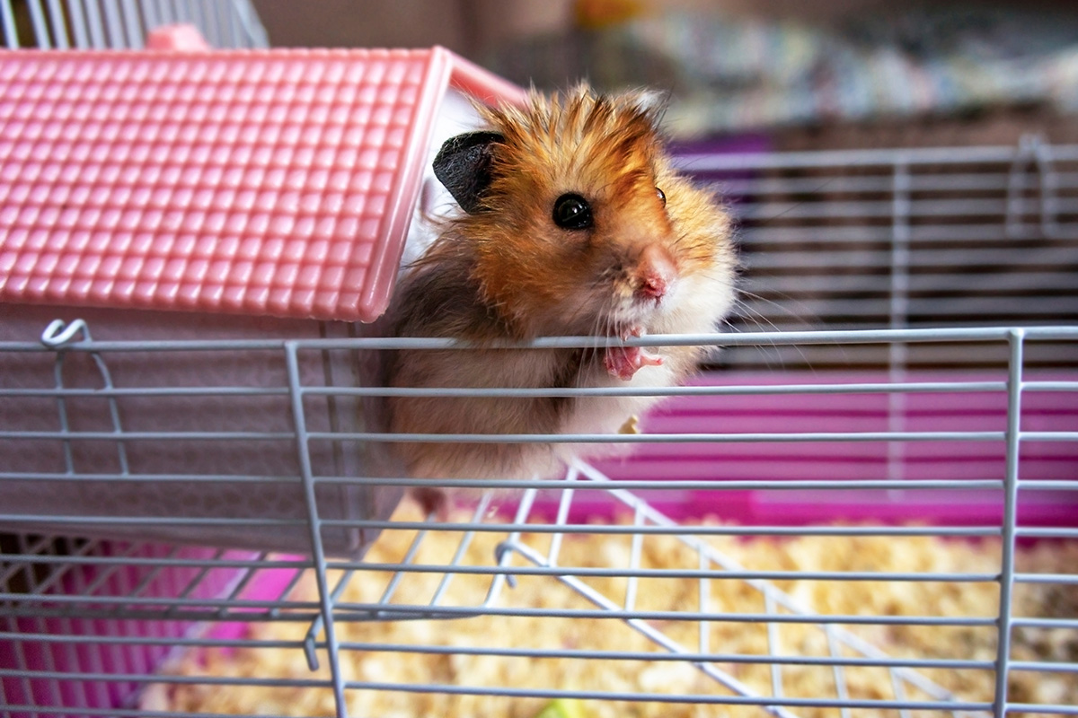 Jenis Hamster